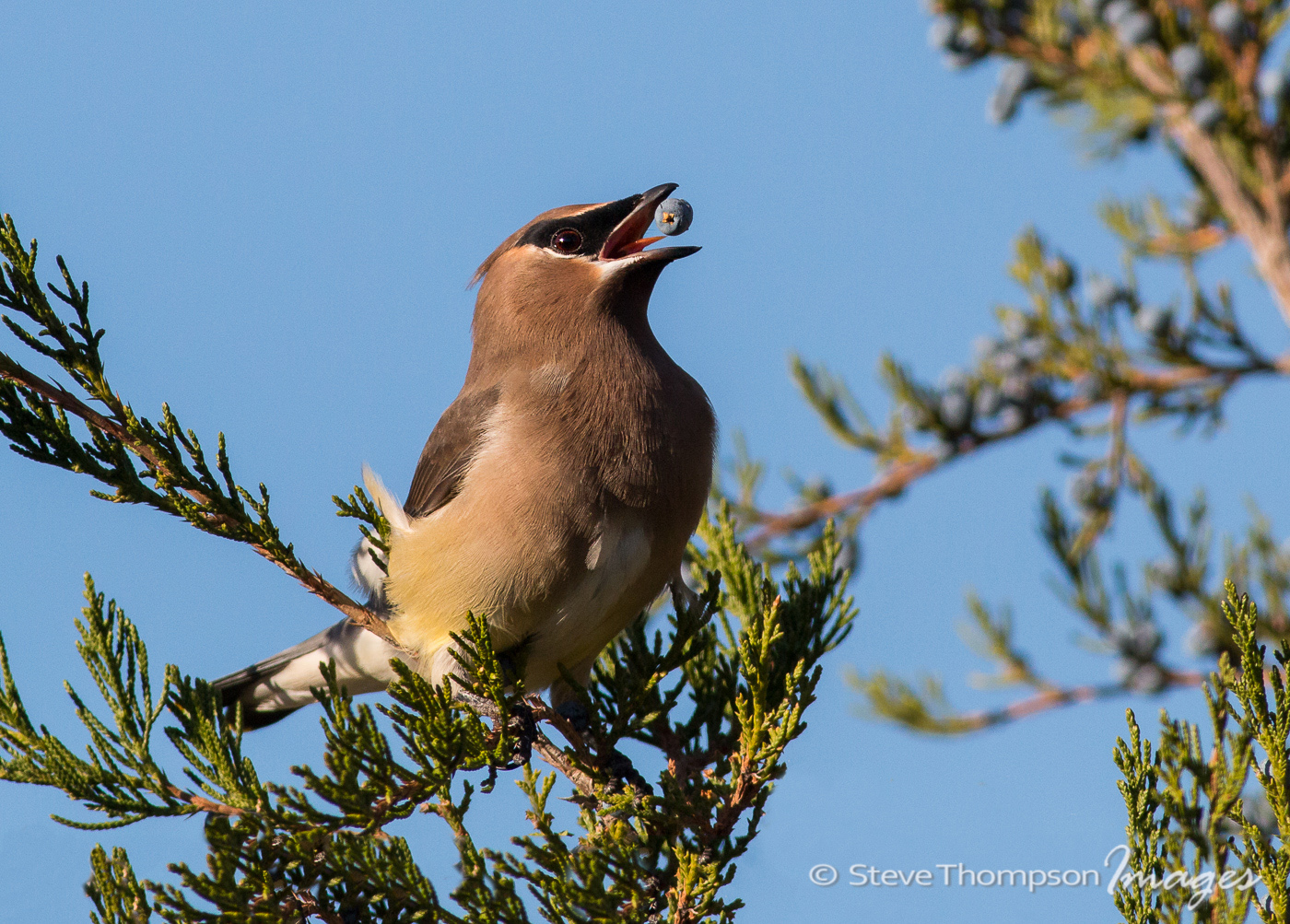 Cedar Waxwing