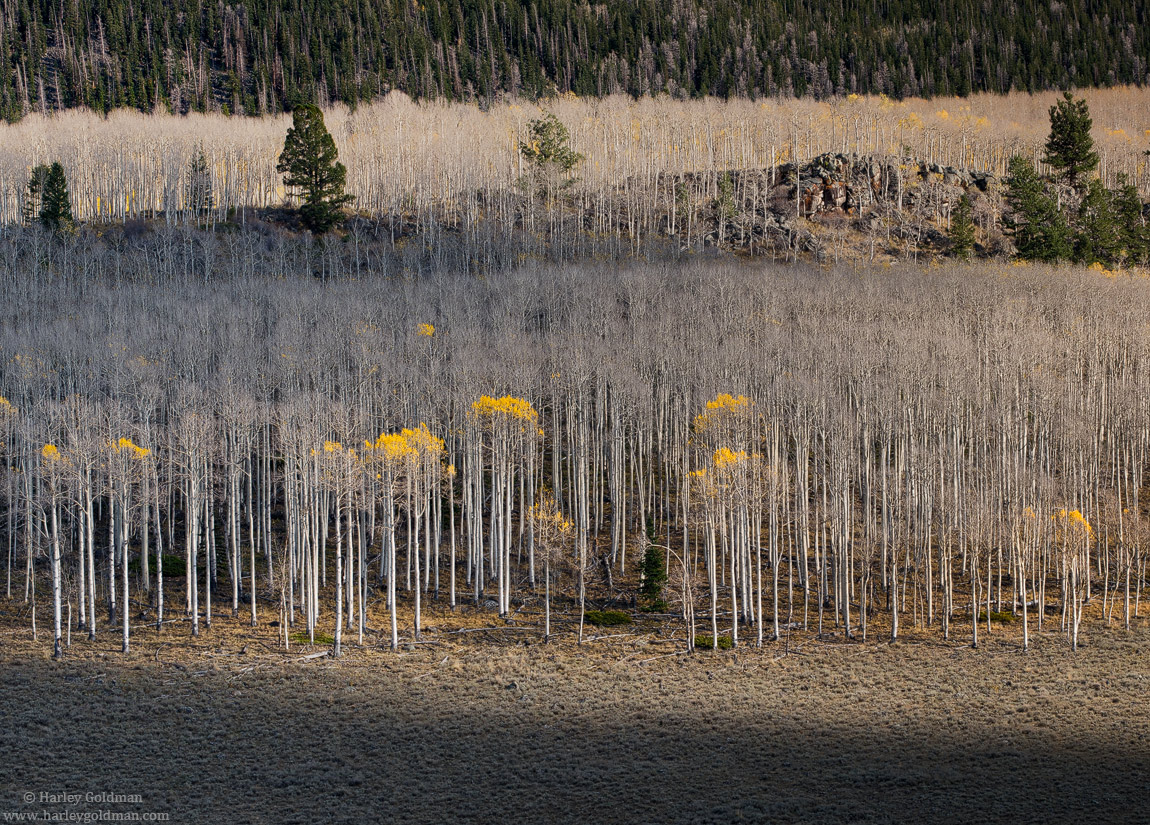 Last Leaves
