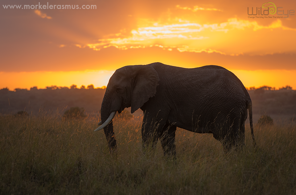 Elephant Dawn