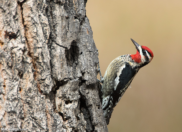 Red-Naped Sapsucker