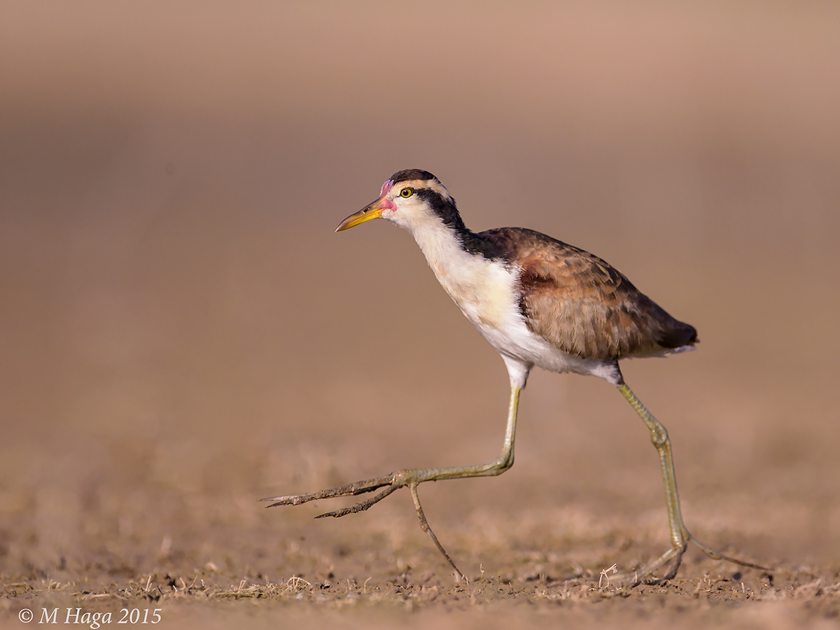 Wattled Jacana, juvenile