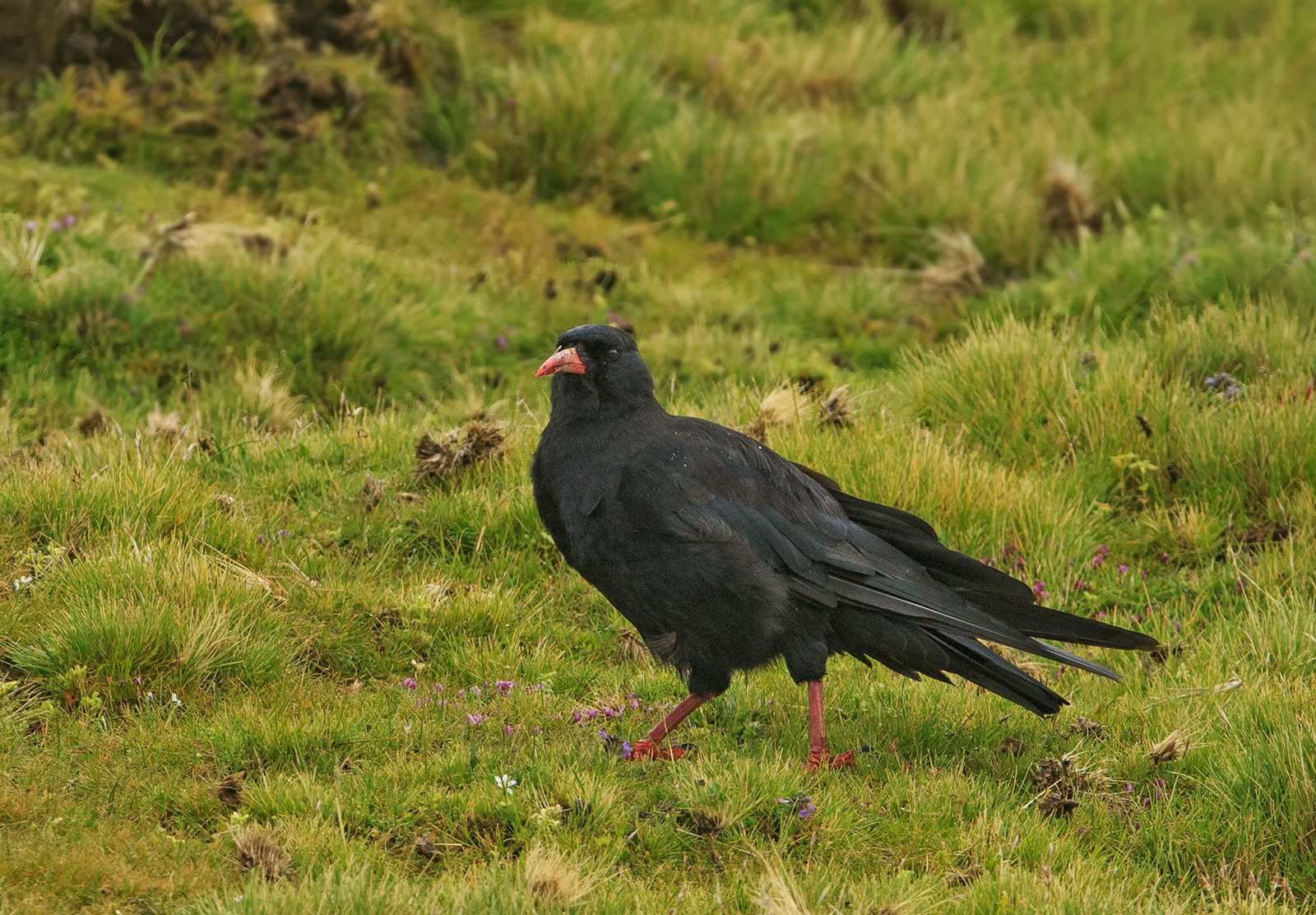 Red Billed Chough