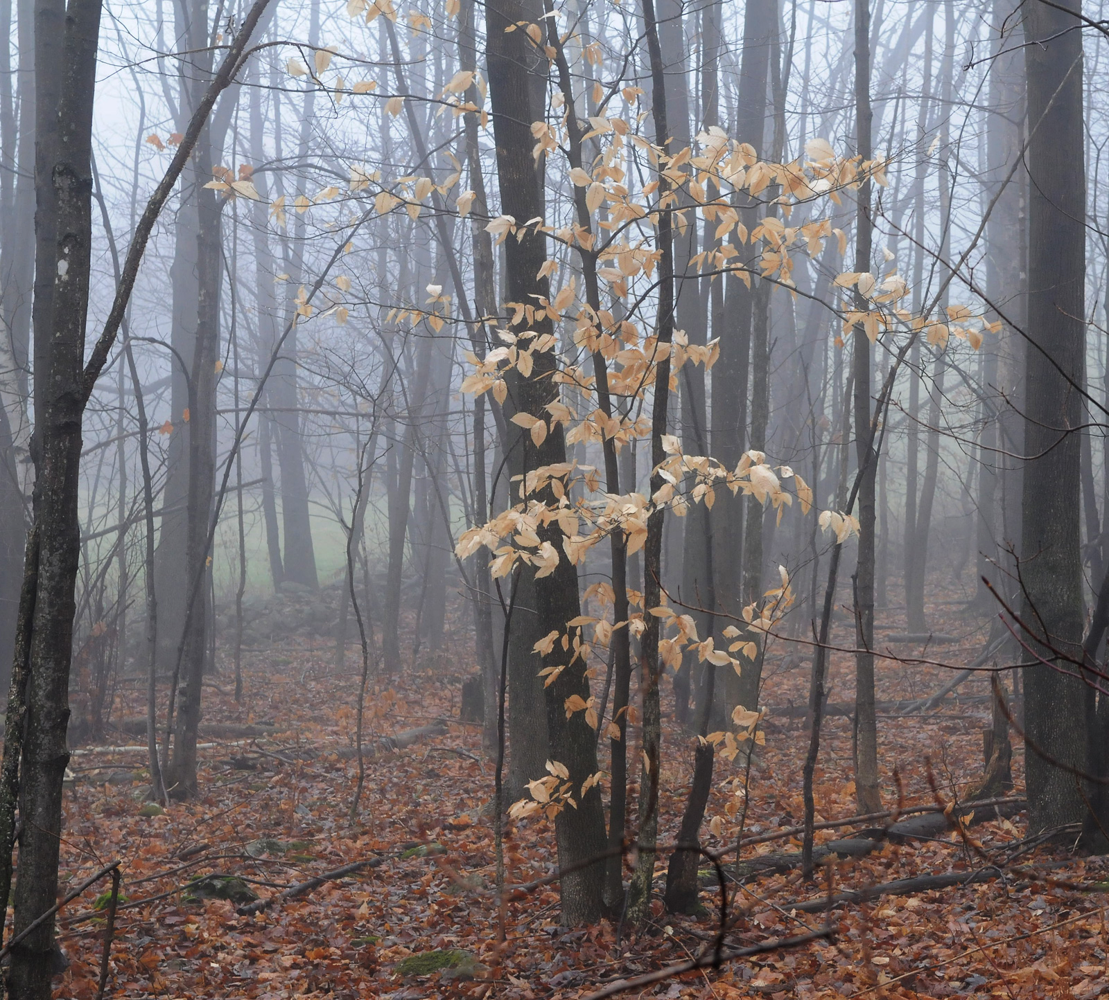   Fog &  Beech  leaves  