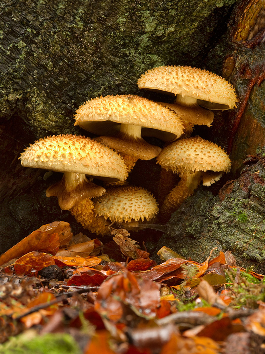 The Shaggy Pholiota