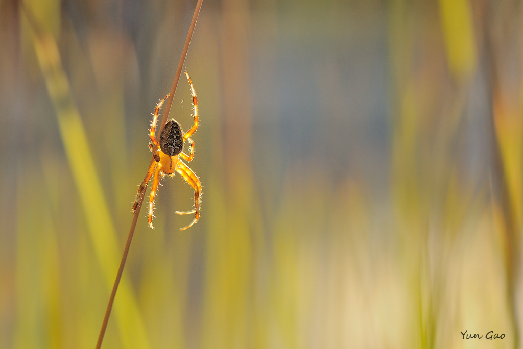 Cross Orbweaver #2