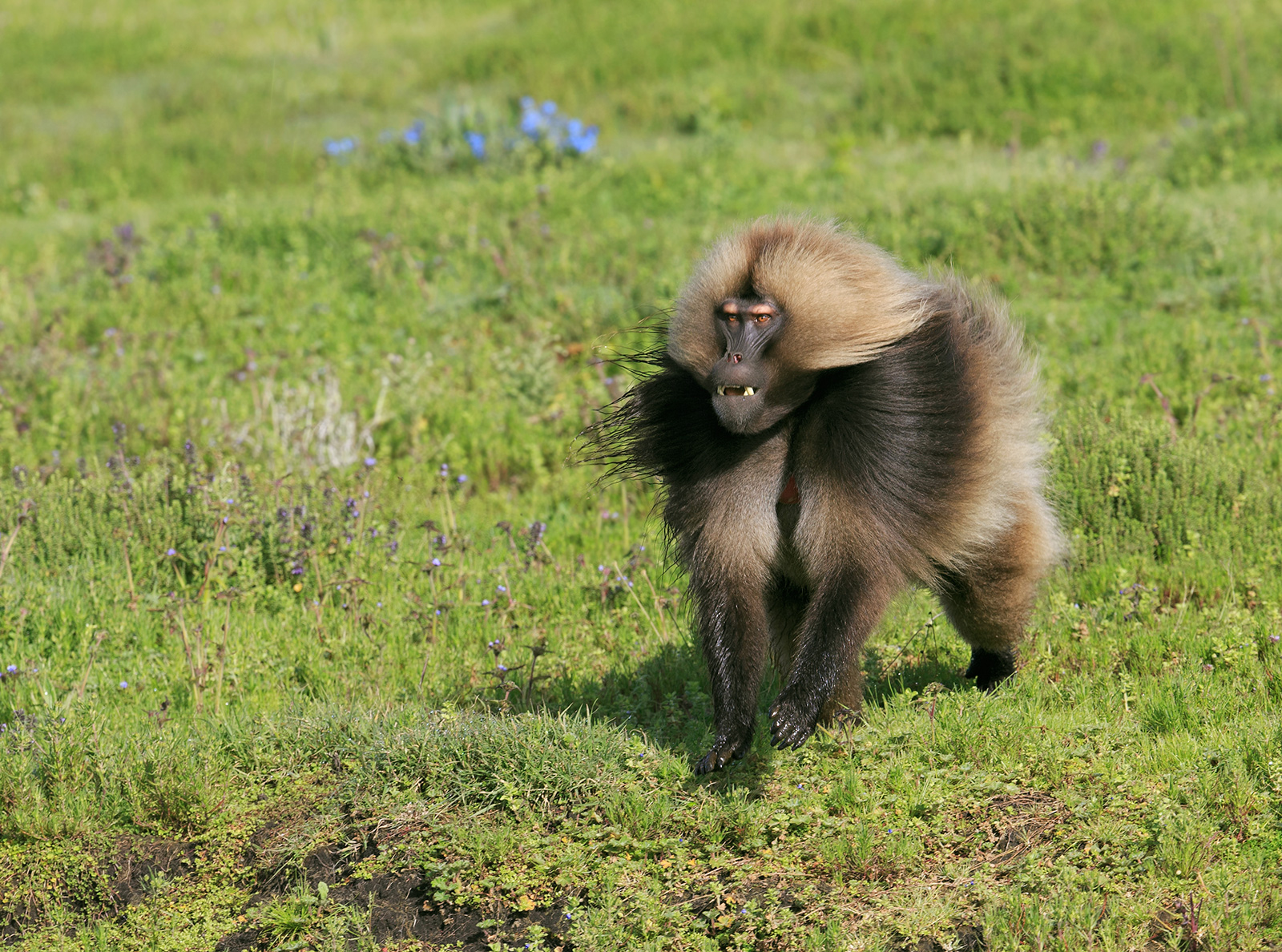 Another Gelada