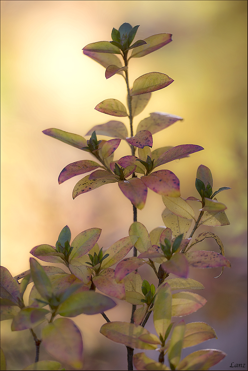 Fall Flora