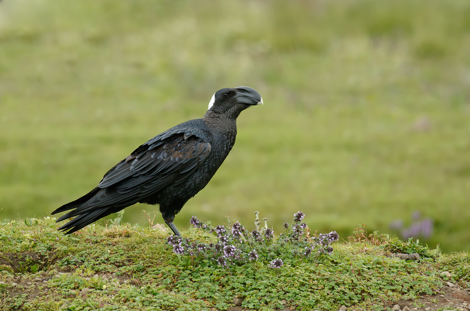 Thick Billed Raven
