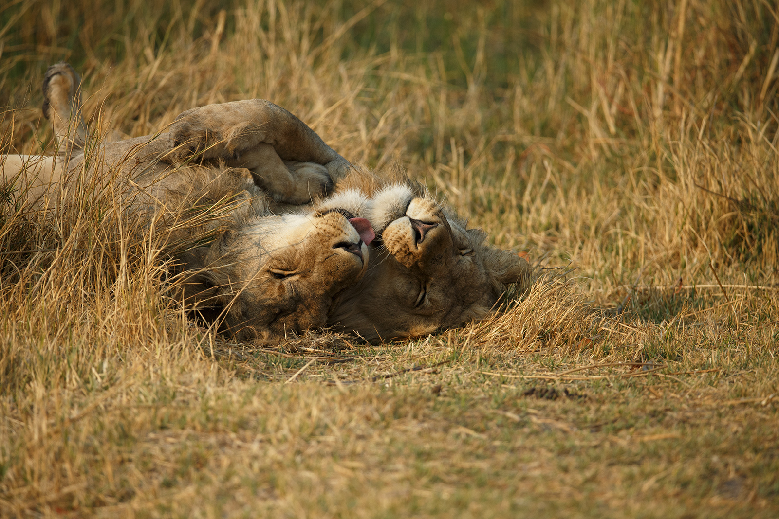 Brotherly Love