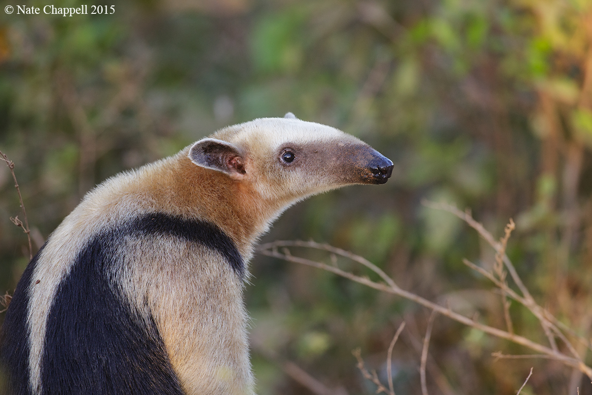 Southern Tamandua