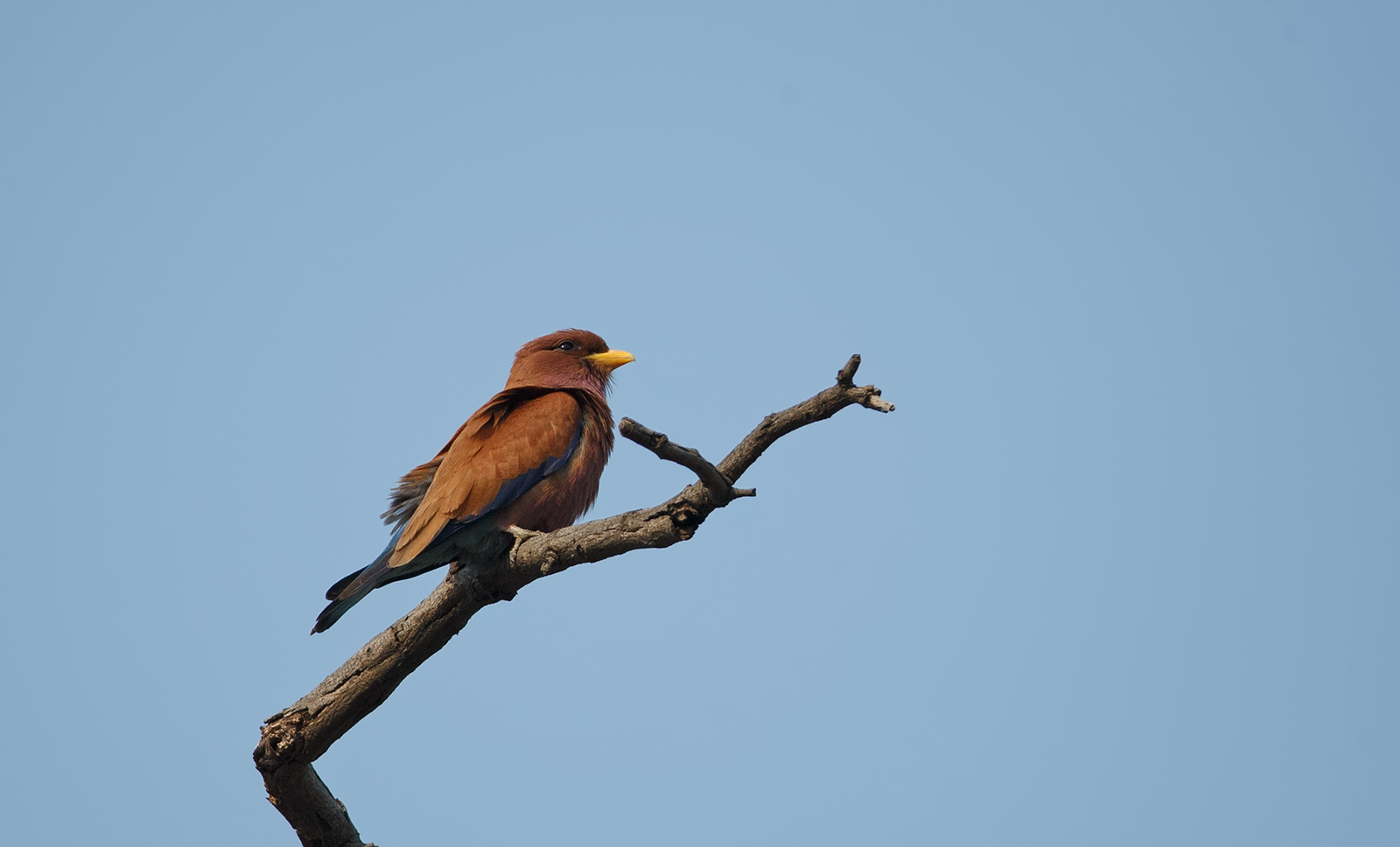 Broad Billed Roller