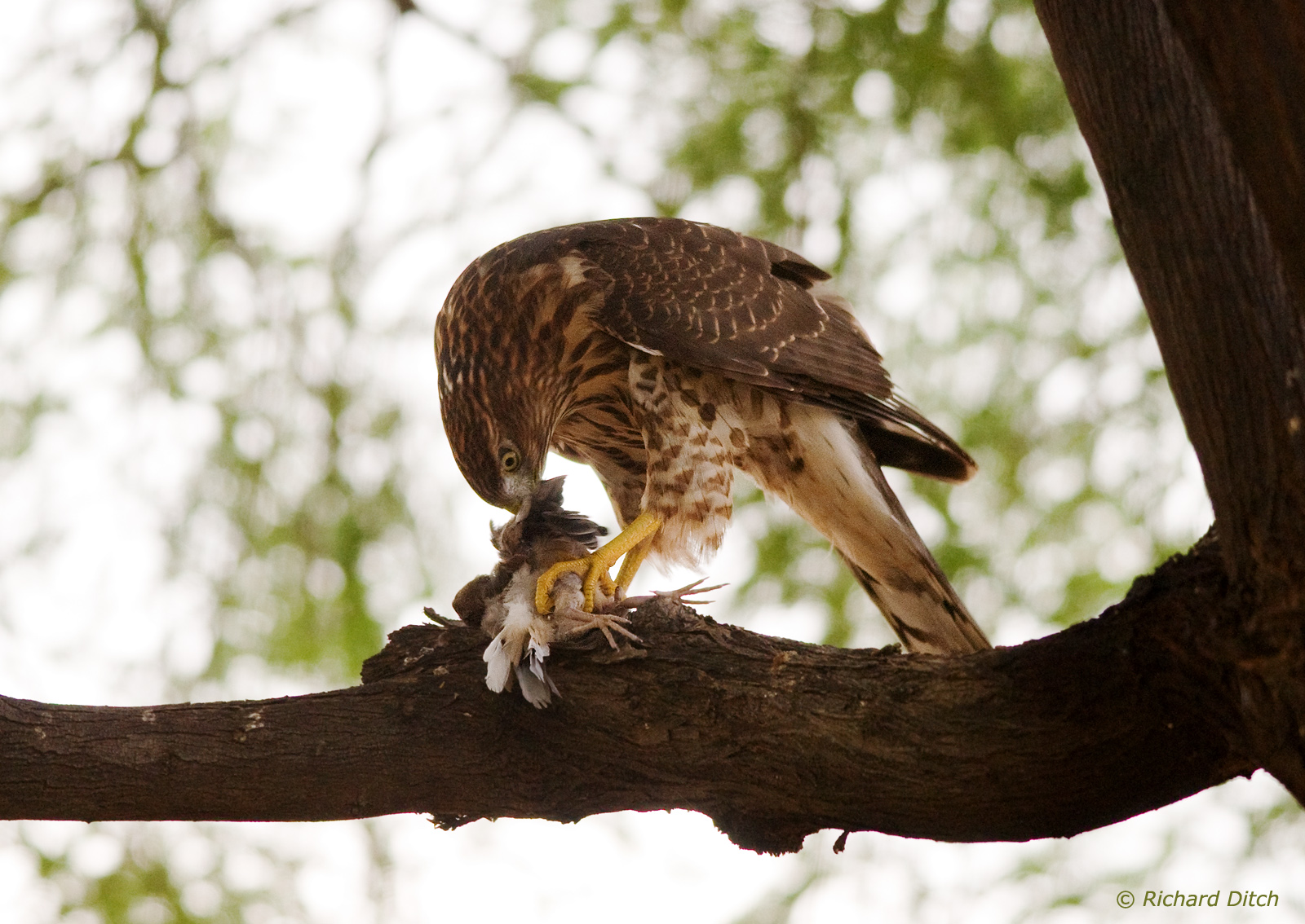 Cooper’s Hawk