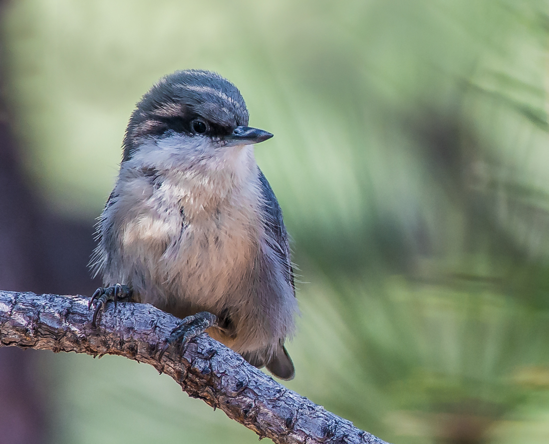 Pygmy Nuthatch