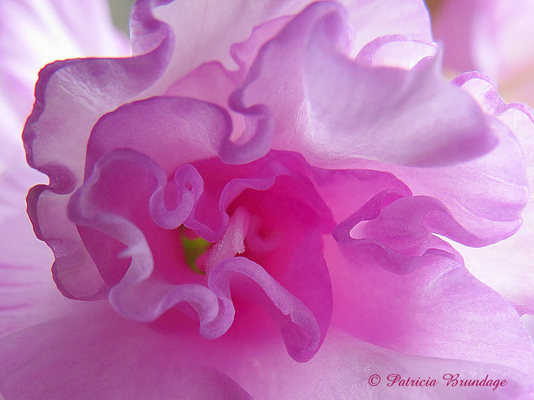 Dancing Gladiola