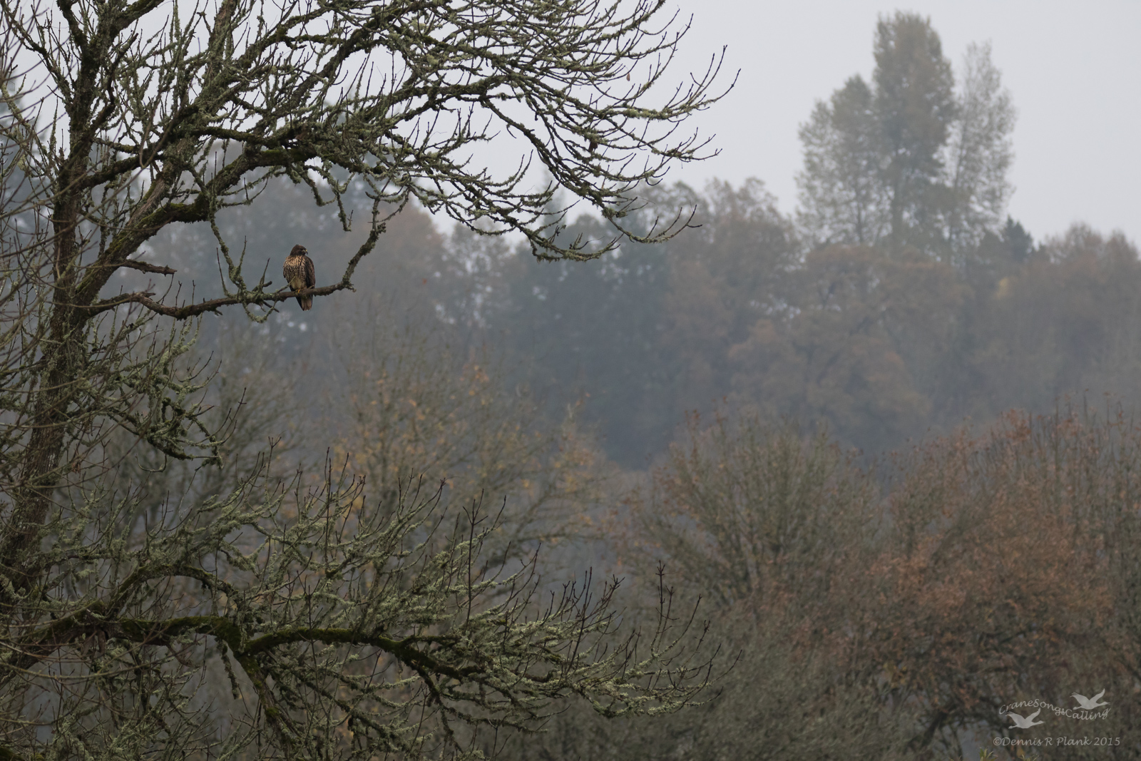 Foggy Morning Hawk