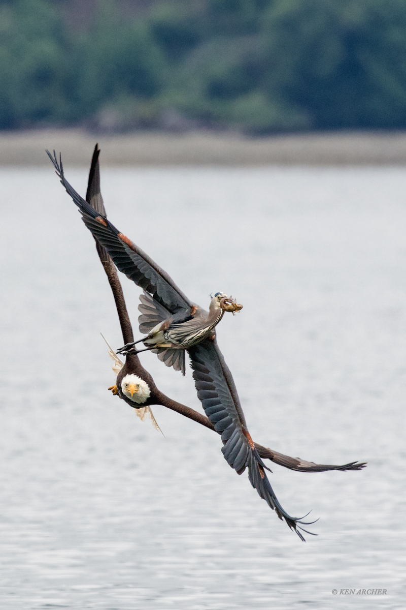 Bald Eagle Chasing Heron