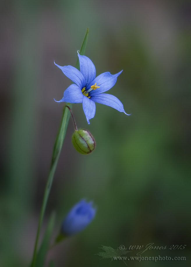 Blue-eyed Grass (repost)