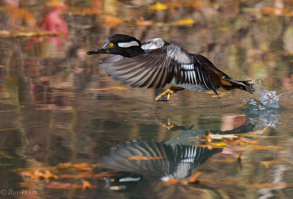 Autumn Merganser