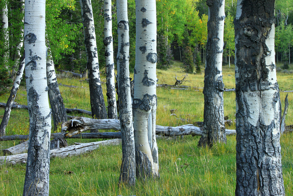 ...Forest for the Trees