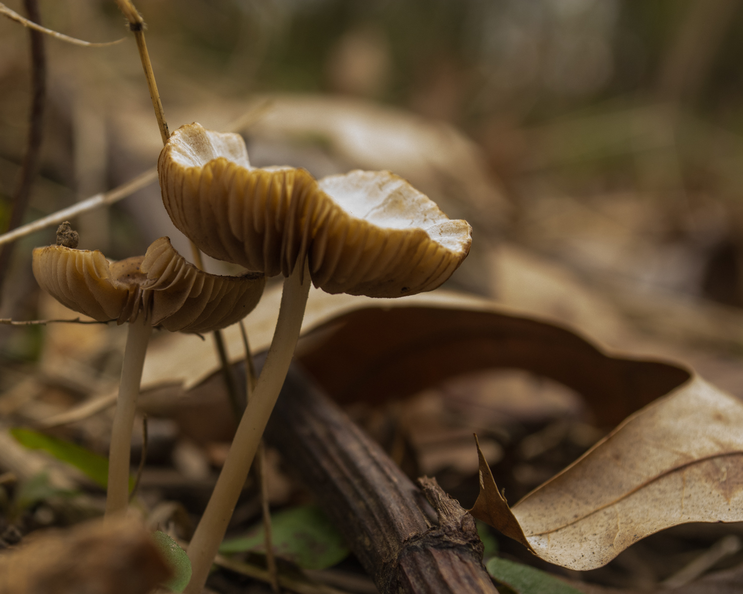 Forest Floor