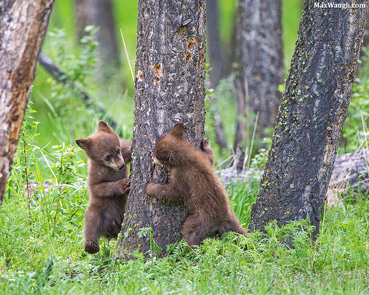 Peek-a-Boo