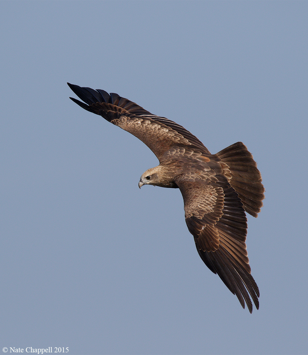 Brahminy Kite, juvenile