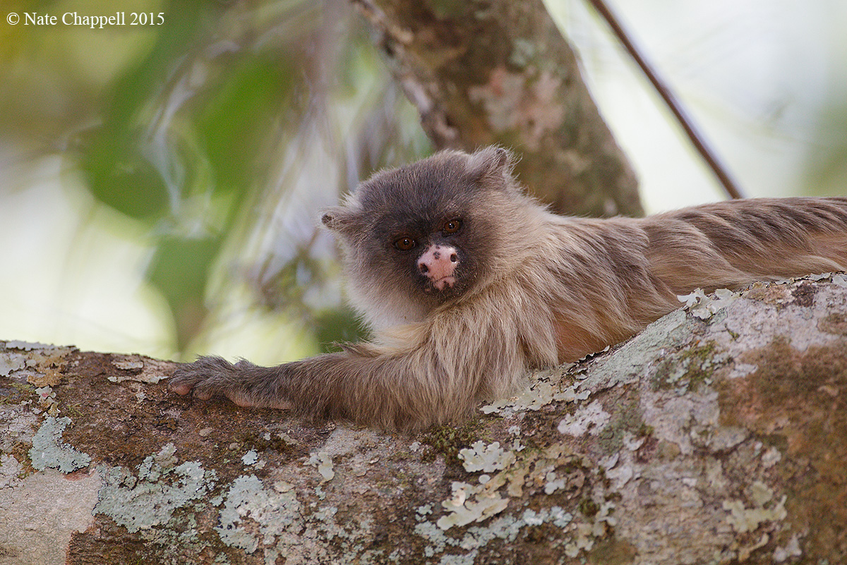 Black-tailed Marmoset