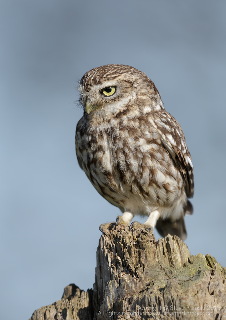 Little owl