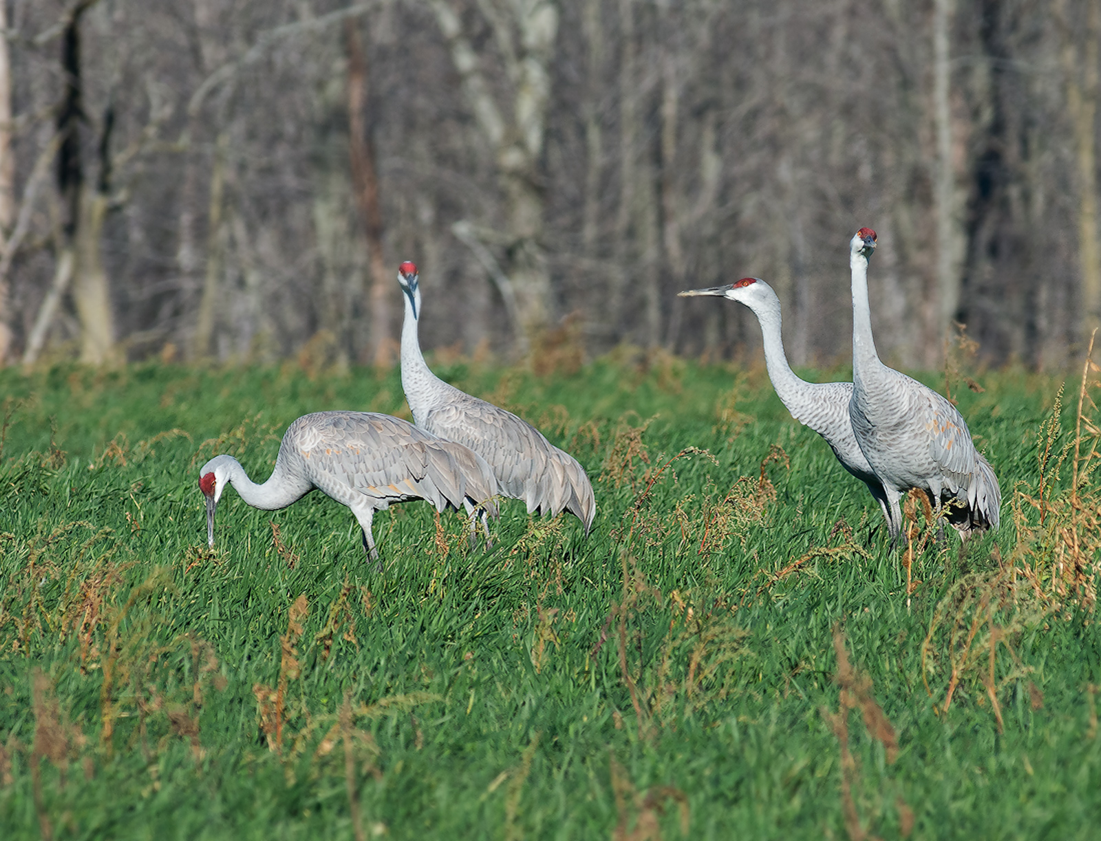 Sandhills