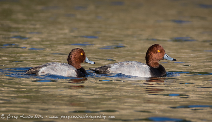 Texas Redheads