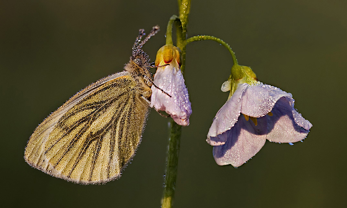 Green Veined White