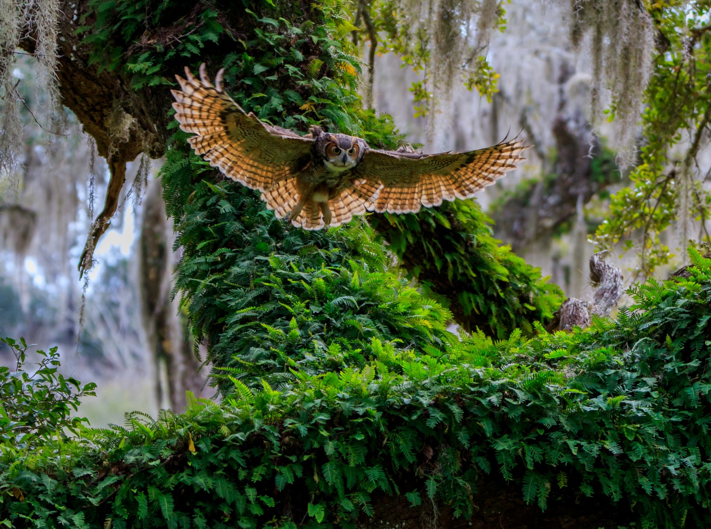 Great Horned Owl