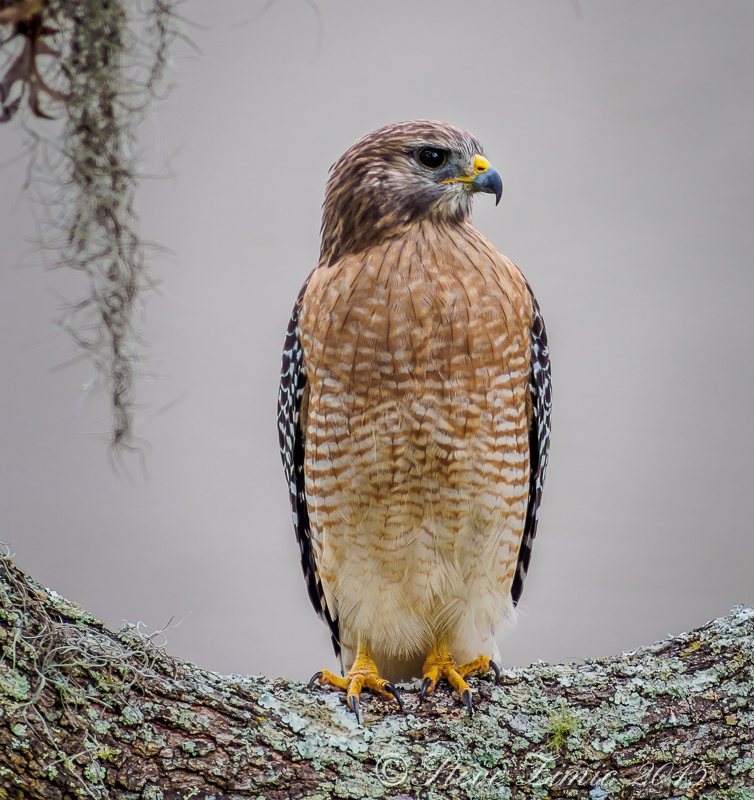 Red Shouldered Hawk