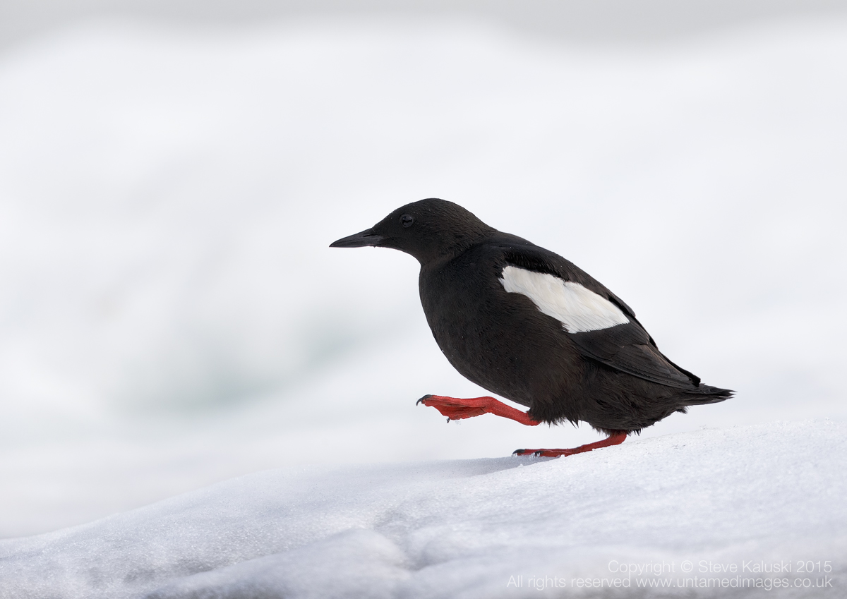 Black Guillemot - on ice