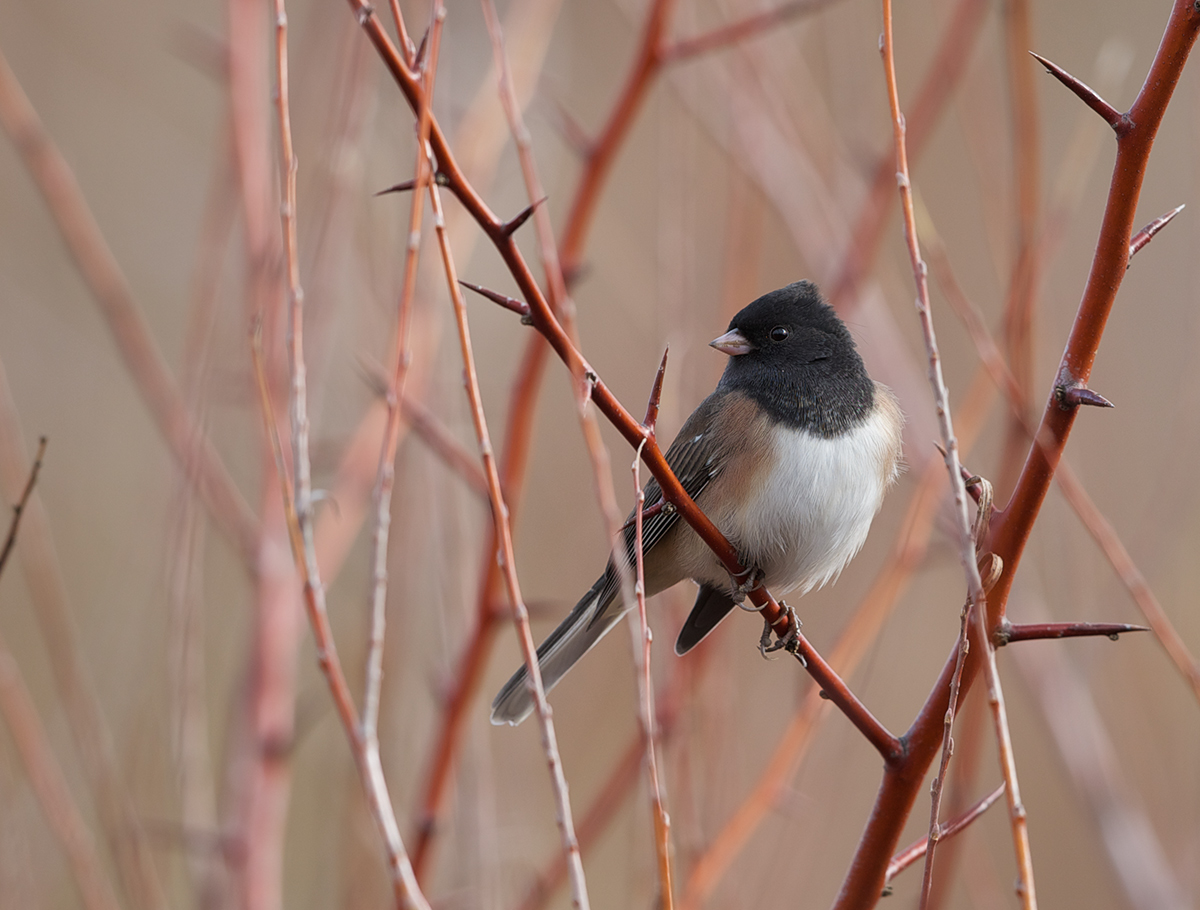 Dark-eyed Junco