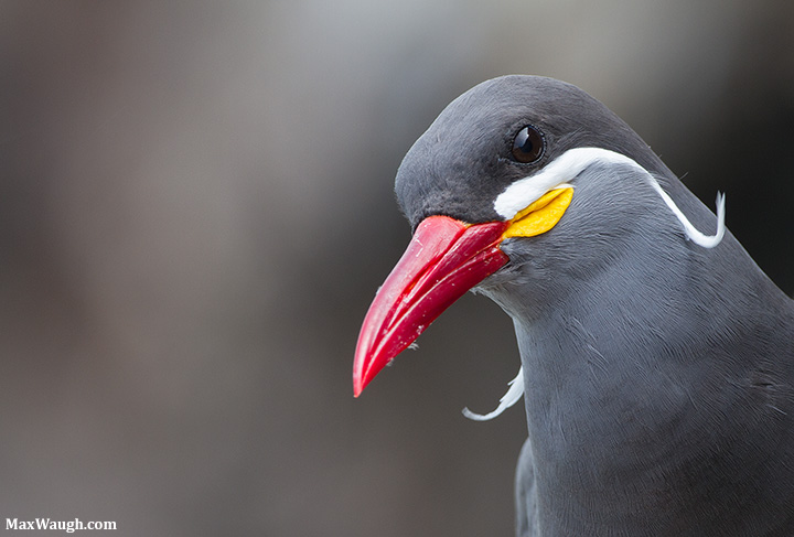 Inca Tern