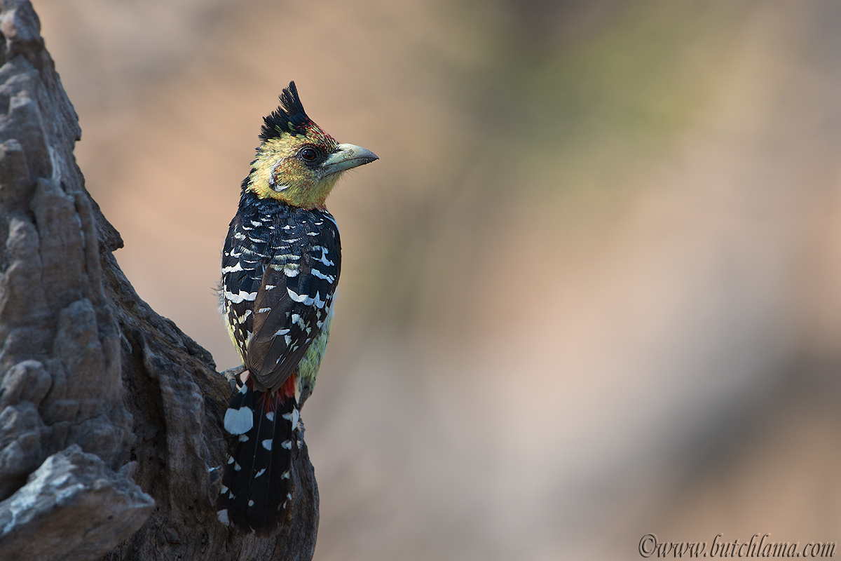Crested Barbet