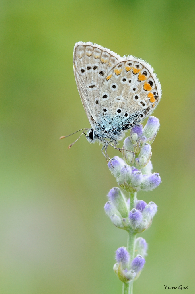 Blue on lavender