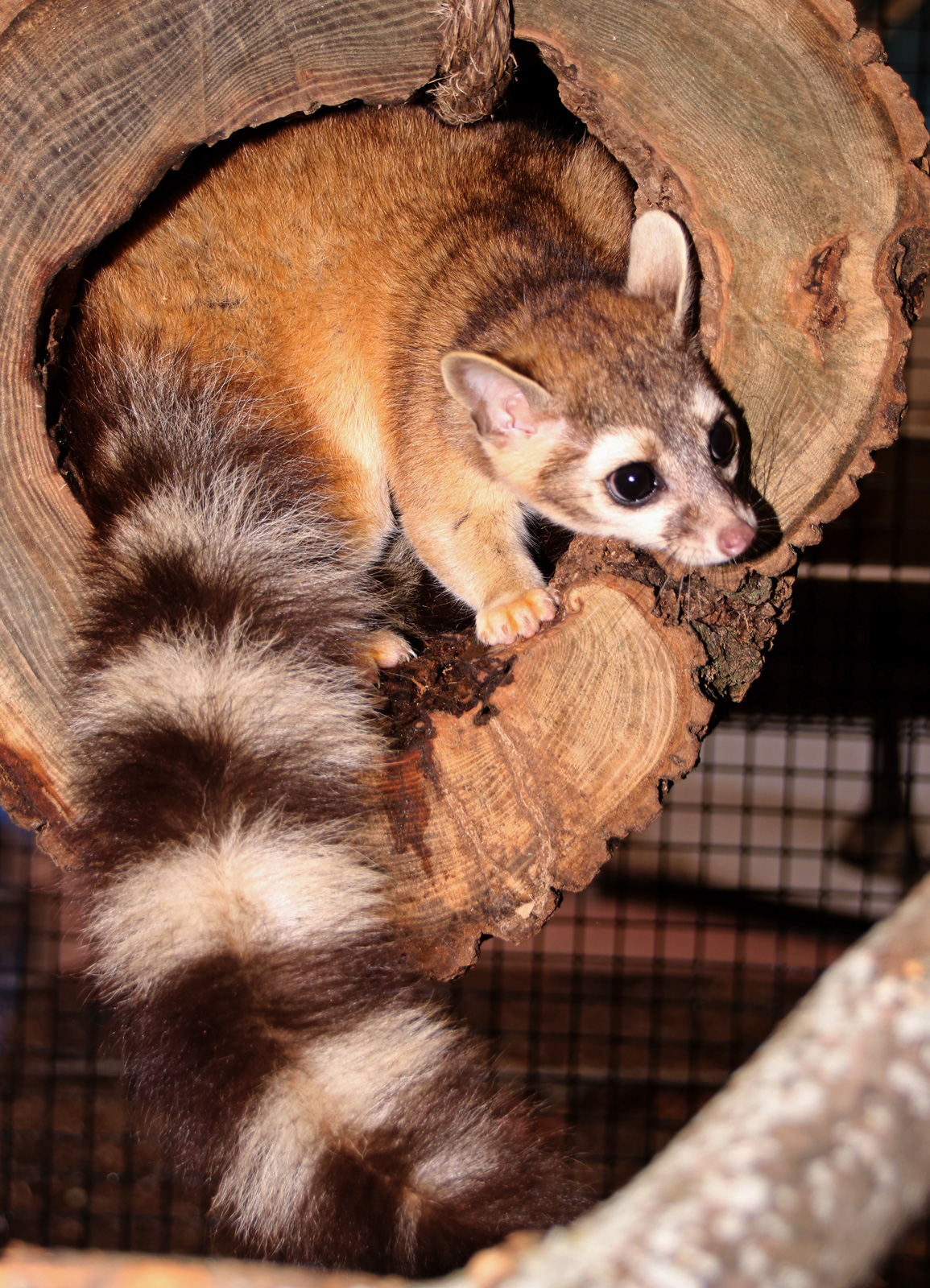 Ringtail