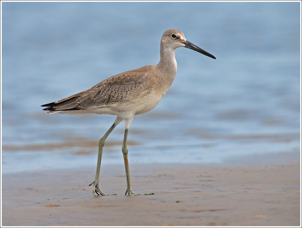 Proud Willet