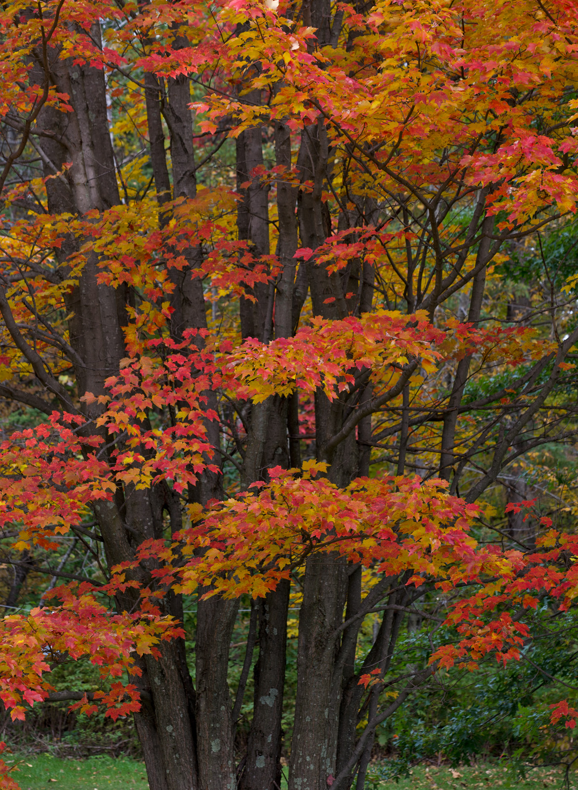 Marvelous  maples