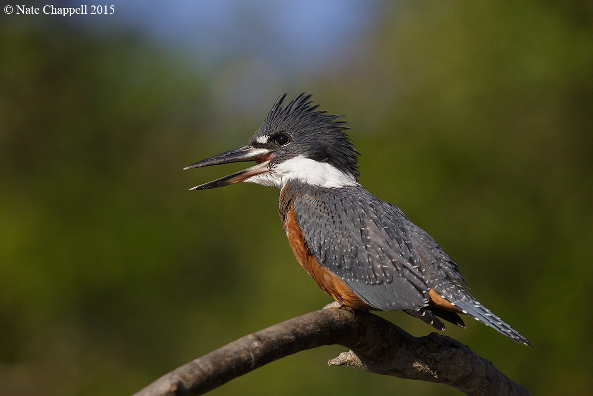 Ringed Kingfisher