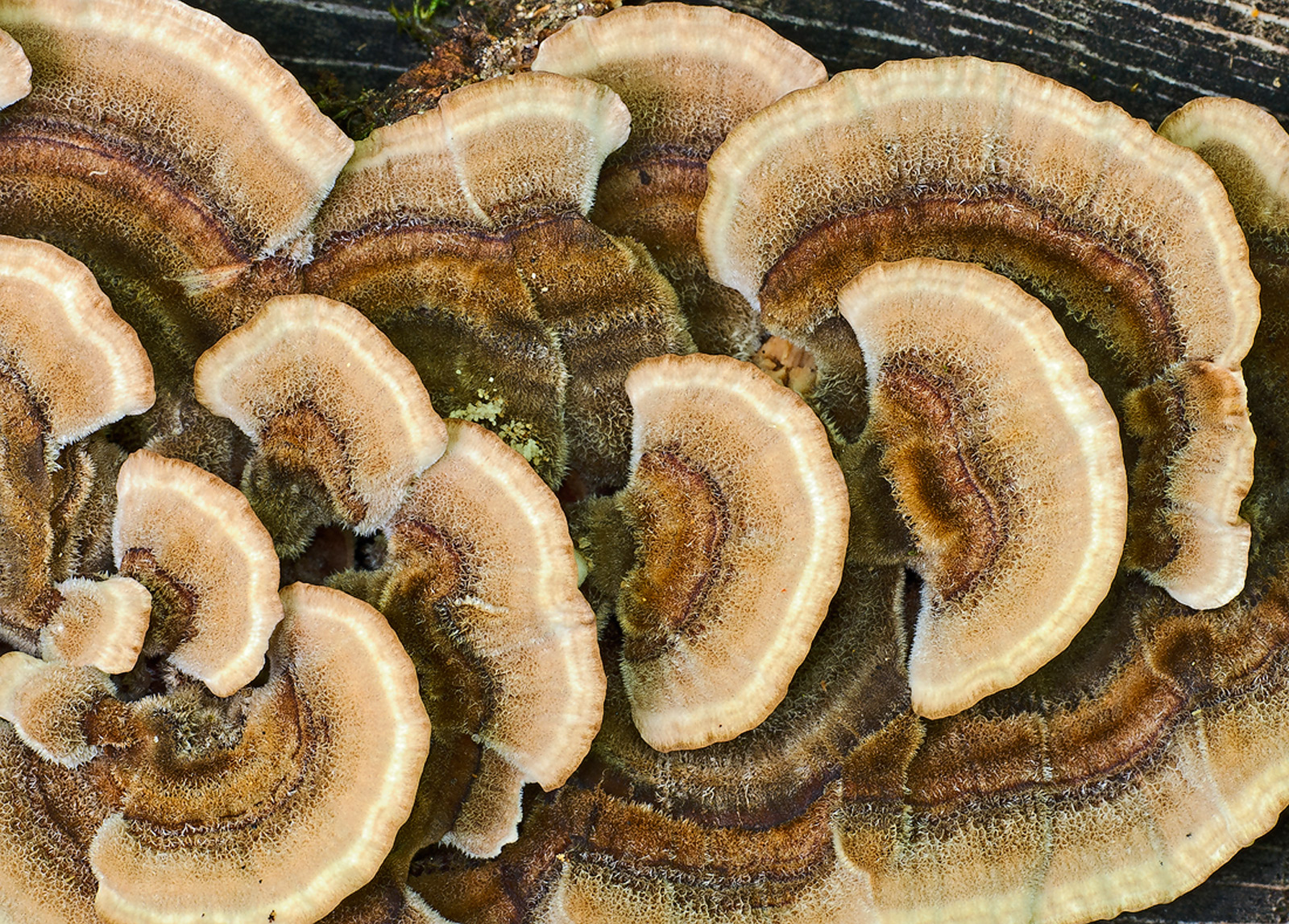 Bracket Fungi II + RePost