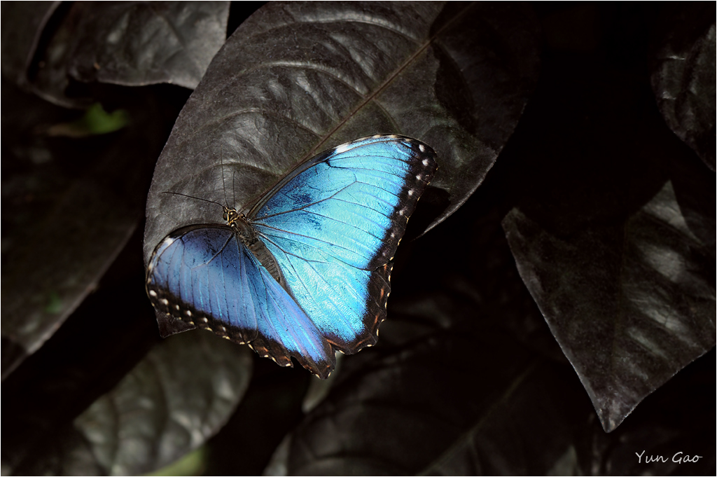 Blue Morpho