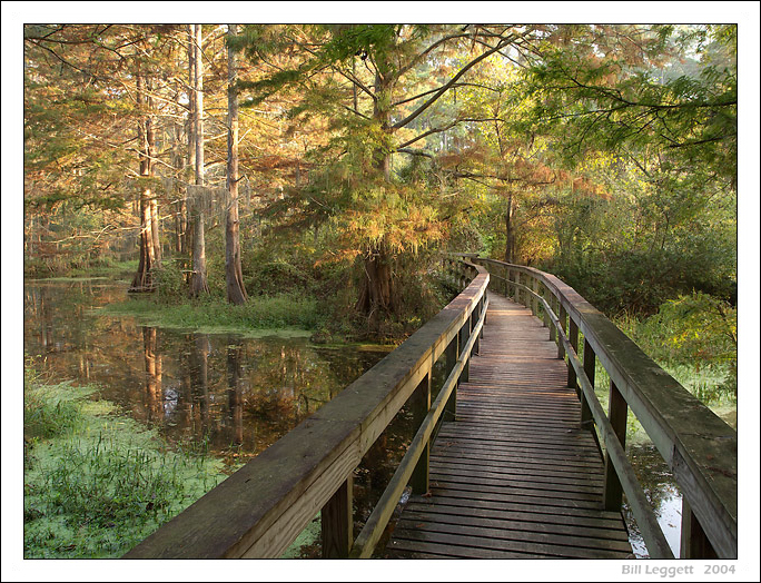 Subtle Signs of Fall