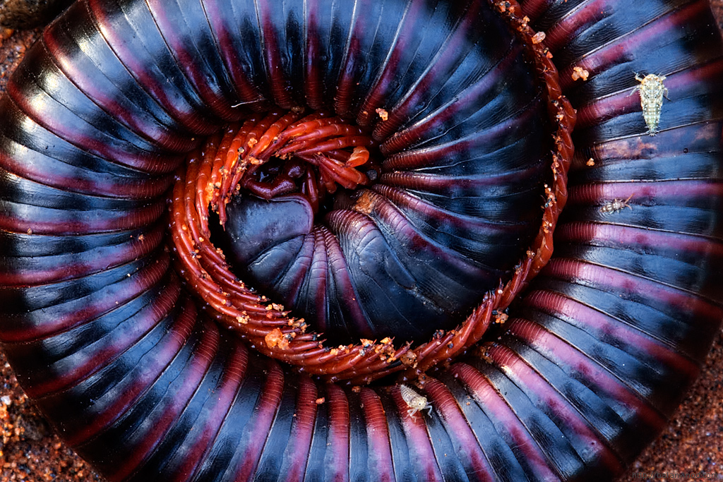 Millipede Dependents 