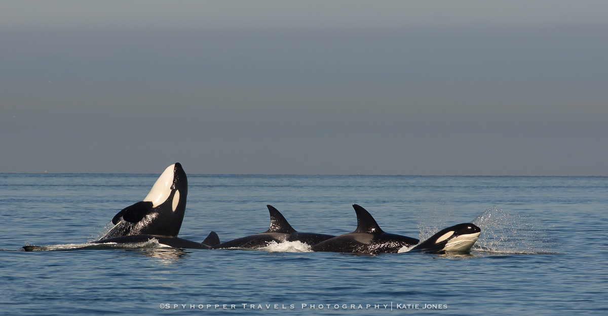 Orca Romp