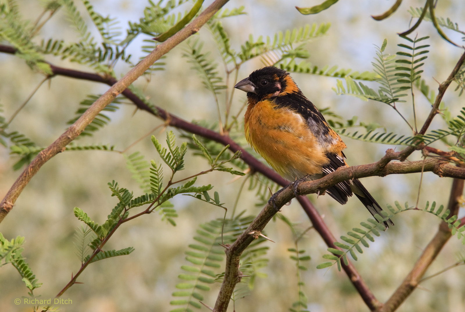 Black-headed Grosbeak