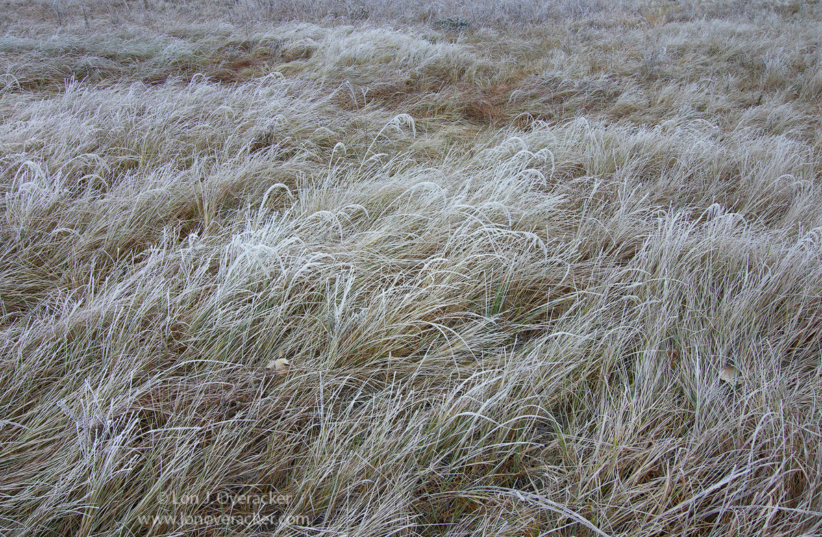 Grassy Maze