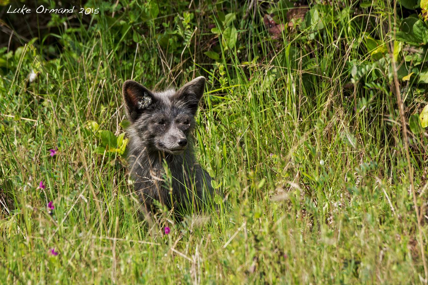 Silver Fox